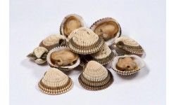 Cockles