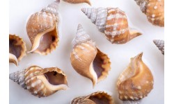 Whelks