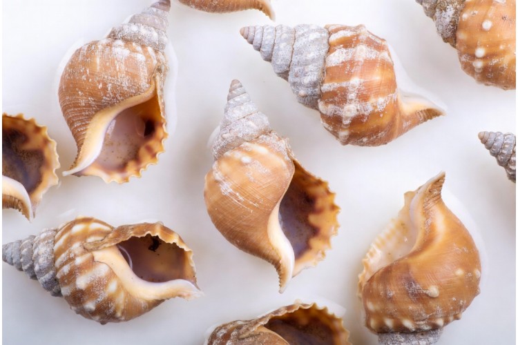 Whelks - 120g Whelks - 120g