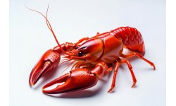 Crayfish