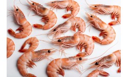 Prawns
