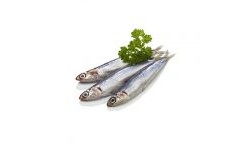 Sardines